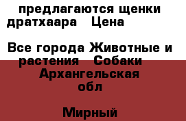 предлагаются щенки дратхаара › Цена ­ 20 000 - Все города Животные и растения » Собаки   . Архангельская обл.,Мирный г.